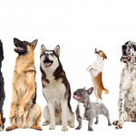 AdobeStock 210027403 | Impressum