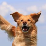 Chianti E1565267380554 | Impressum