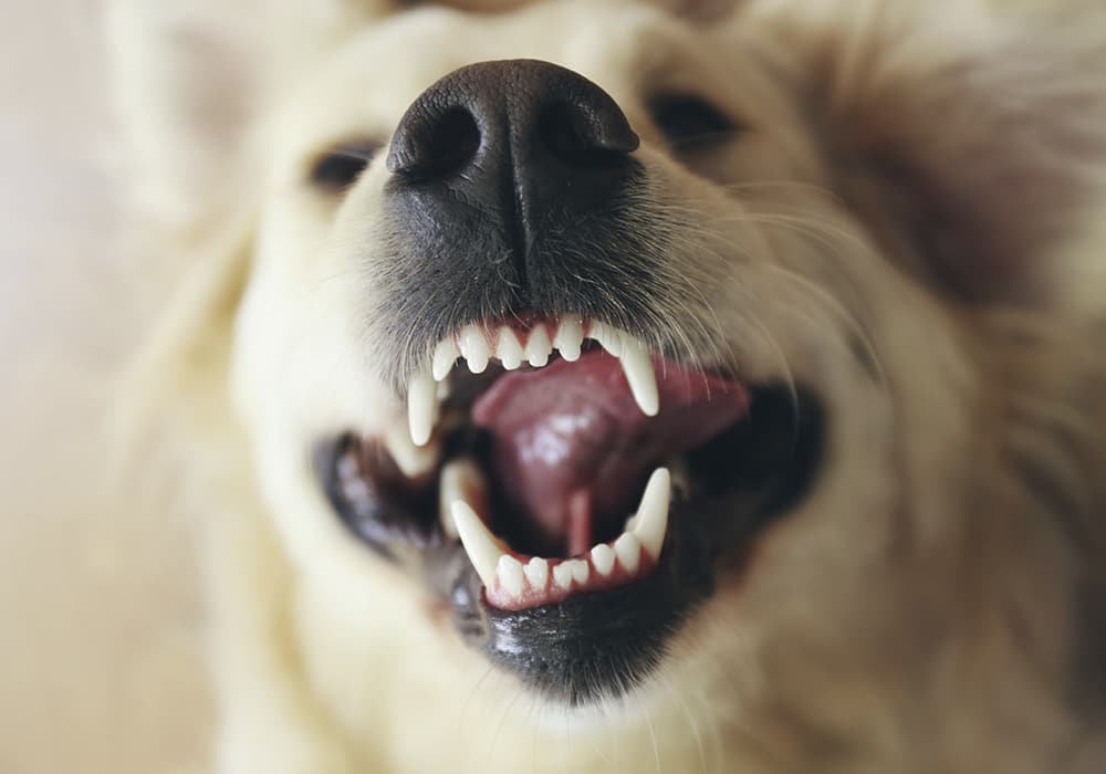 Zahnreinigung beim Hund