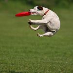 AdobeStock 7280613 Klein | Impressum