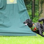 Sporthunde Physiotherapie Image00004 | Impressum