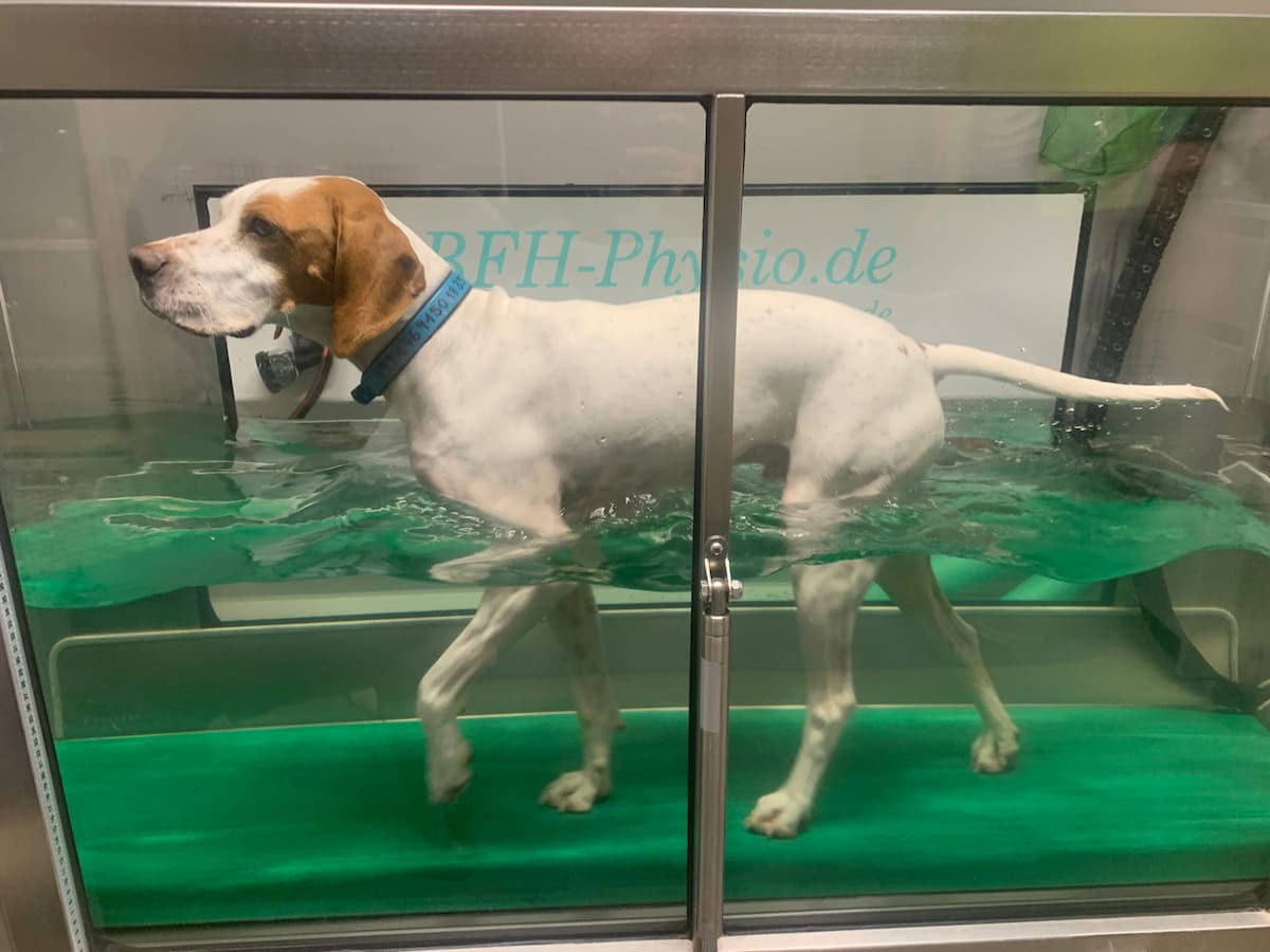 Hundephysiotherapie Unterwasserlaufband - Hydrotherapie für den Hund