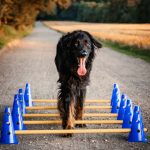 Birke 5.8.2021 0127 Web | Impressum