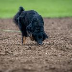 Hundherum Schwarzer Hund Schnueffelnd | Impressum