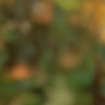 AdobeStock 1155854417 | Impressum