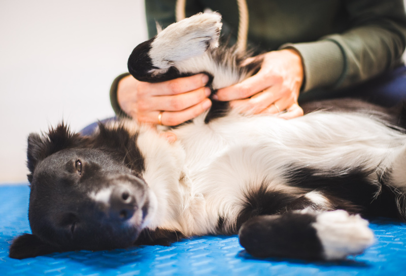 AdobeStock 329137122 | Wärmetherapie für Hunde – perfekte Ergänzung für das Heimtraining