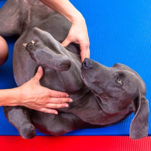 AdobeStock 357679297 | Hunde Physiotherapie oder Osteopathie – welcher Weg hilft?