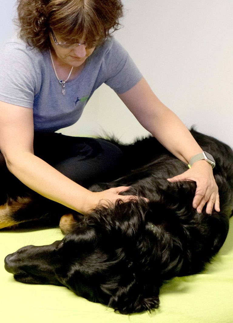 H 020 O | Wärmetherapie für Hunde – perfekte Ergänzung für das Heimtraining