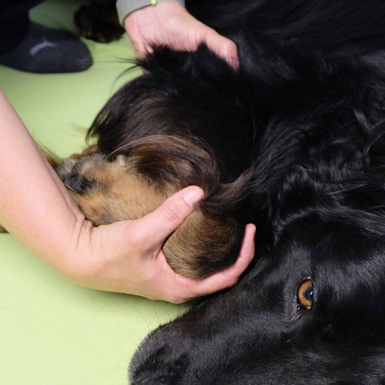 H 028 O | Hund Arthrose Therapie – sanfte und effektive Behandlungsmöglichkeiten